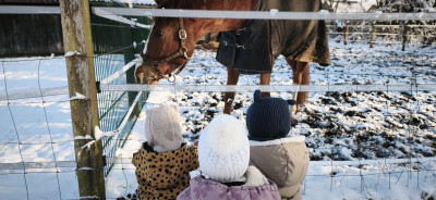 Ausflug zu den Pferden